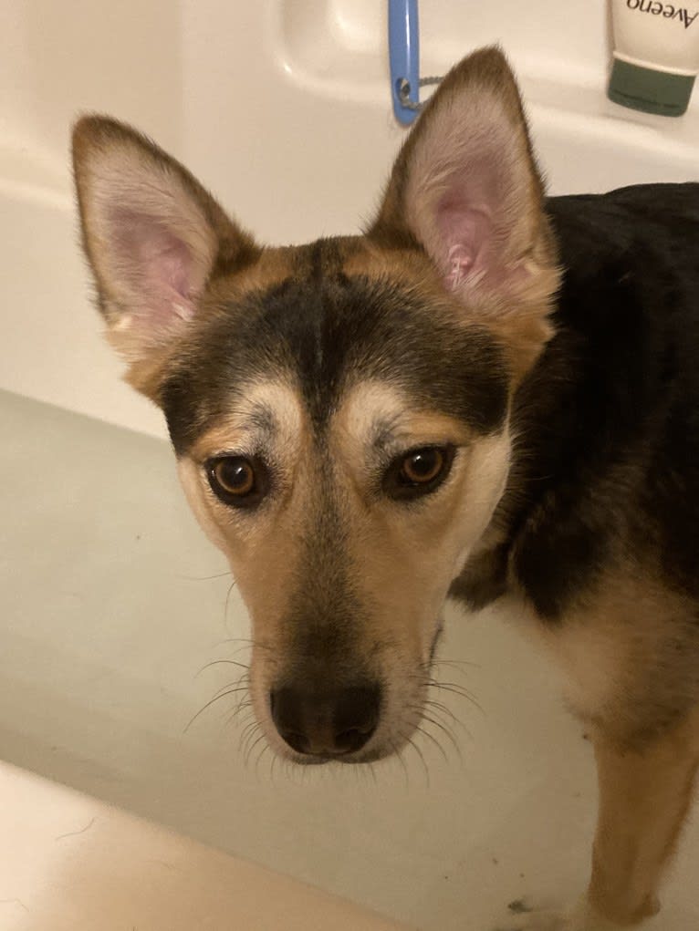 Titan, an Australian Cattle Dog and German Shepherd Dog mix tested with EmbarkVet.com