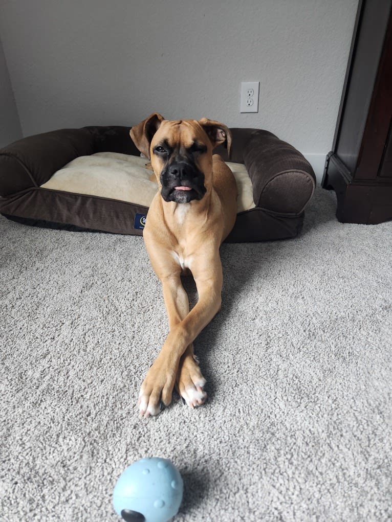 Tater, a Boxer and Bullmastiff mix tested with EmbarkVet.com