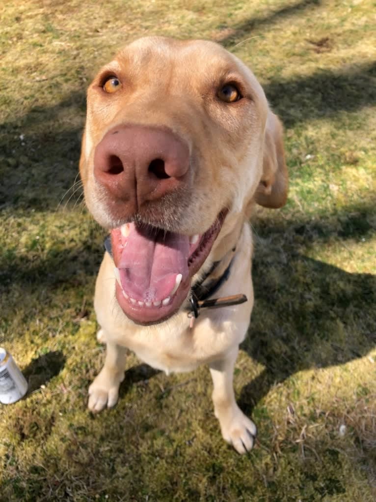 Gus, a Labrador Retriever tested with EmbarkVet.com