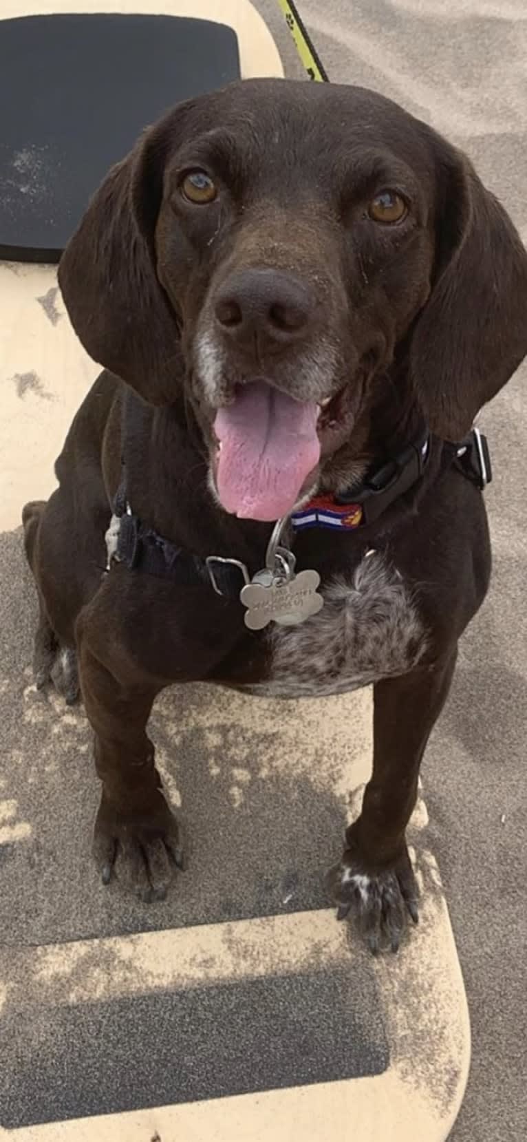 Ricky, a Boykin Spaniel and German Shorthaired Pointer mix tested with EmbarkVet.com