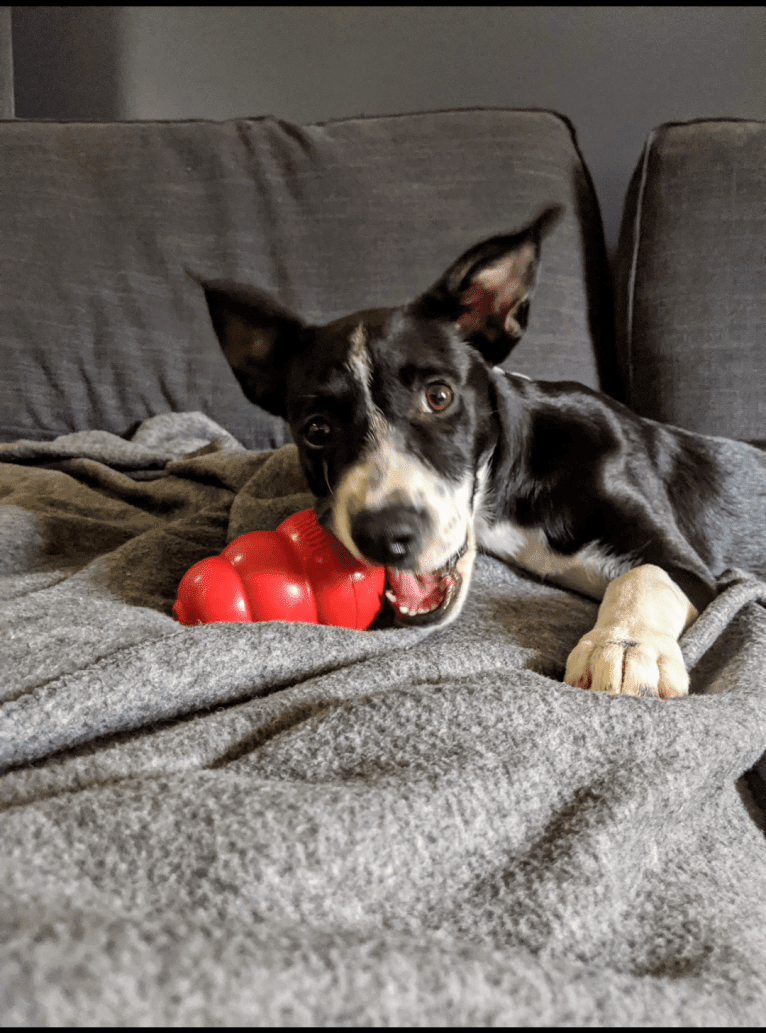 Pepper, an American Pit Bull Terrier and German Shepherd Dog mix tested with EmbarkVet.com