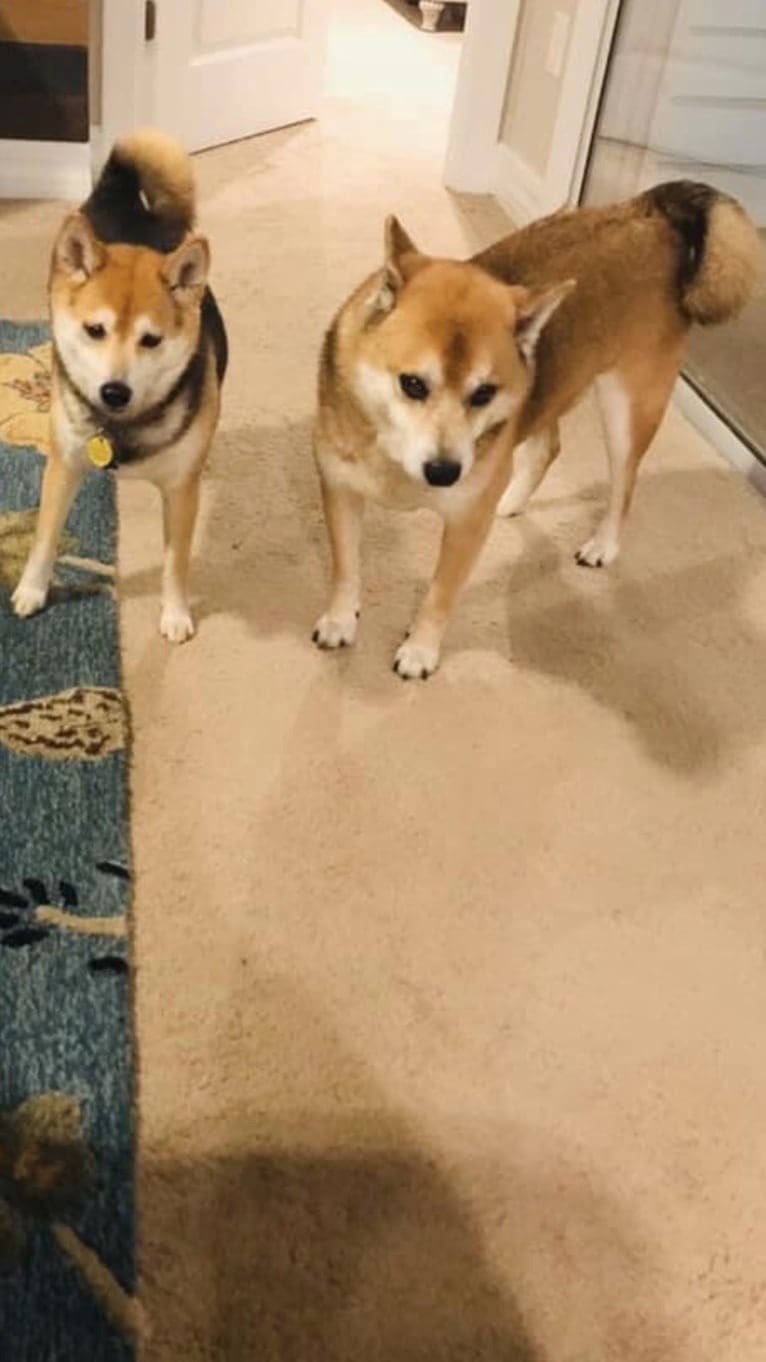 Tyler, a Shiba Inu tested with EmbarkVet.com