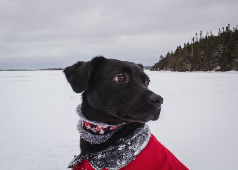 Cinder, a Newfoundland and Labrador Retriever mix tested with EmbarkVet.com