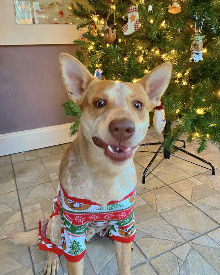 Lou, an Australian Cattle Dog and Australian Shepherd mix tested with EmbarkVet.com