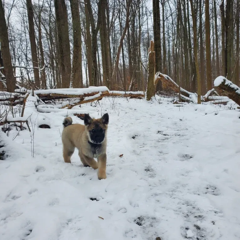 Kenai, a Norwegian Elkhound tested with EmbarkVet.com