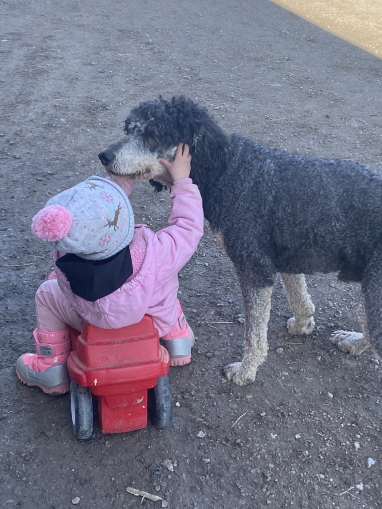 Hank, a Poodle (Standard) tested with EmbarkVet.com