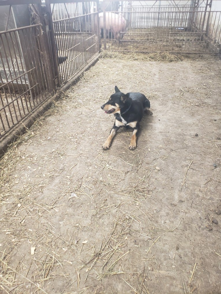 Rose, an Australian Kelpie tested with EmbarkVet.com