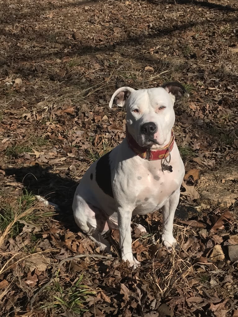 Auggie, an American Pit Bull Terrier and American Staffordshire Terrier mix tested with EmbarkVet.com