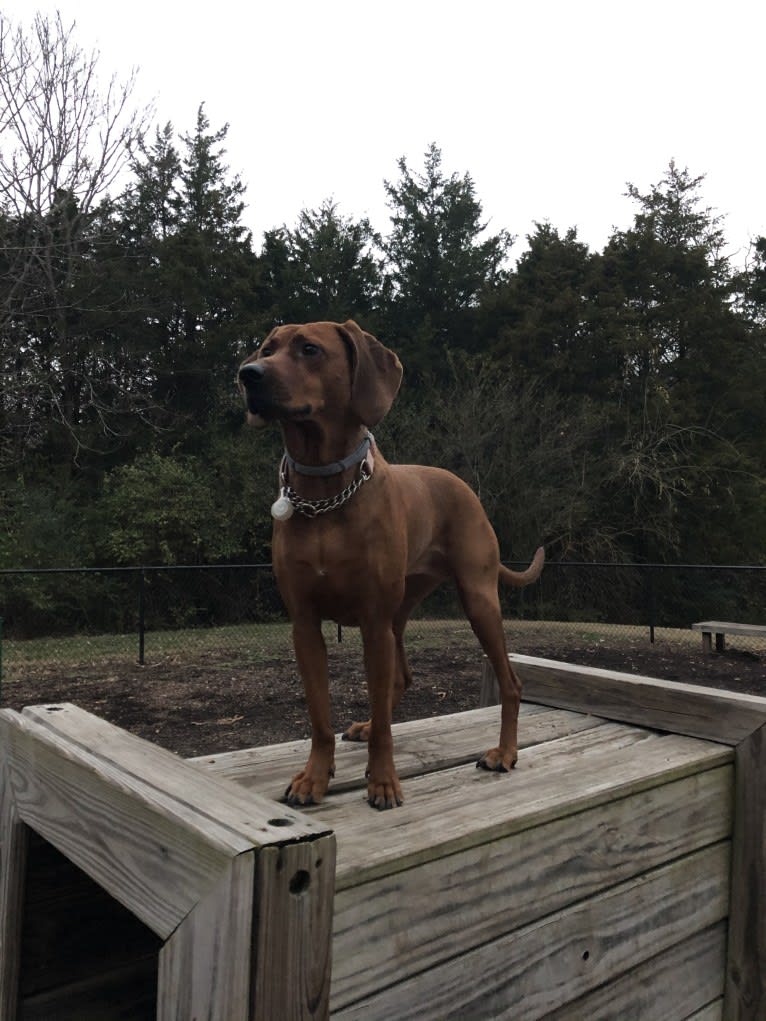 Dixie, a Redbone Coonhound tested with EmbarkVet.com