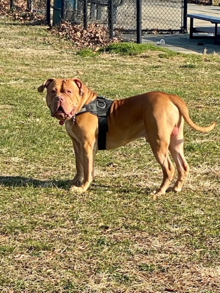 Simba, an American Pit Bull Terrier and American Bulldog mix tested with EmbarkVet.com