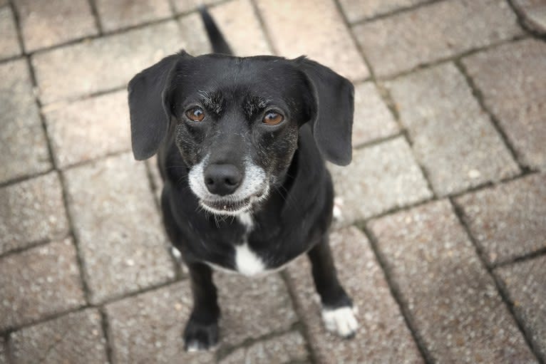 Lilly, a Russell-type Terrier and Cocker Spaniel mix tested with EmbarkVet.com