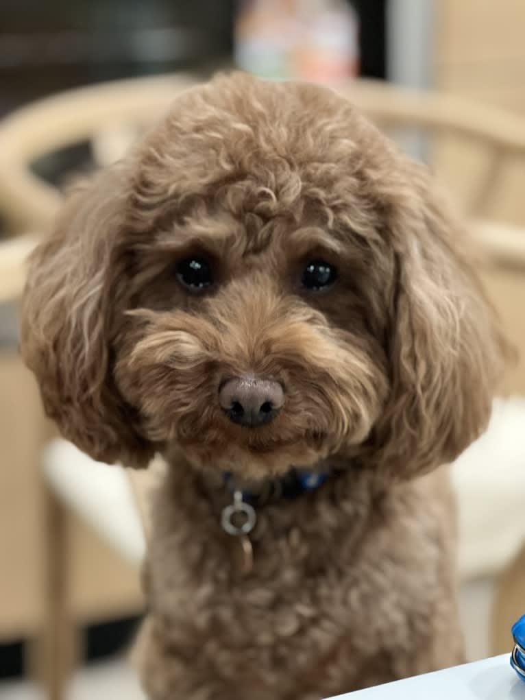 Noodle, a Poodle (Small) tested with EmbarkVet.com