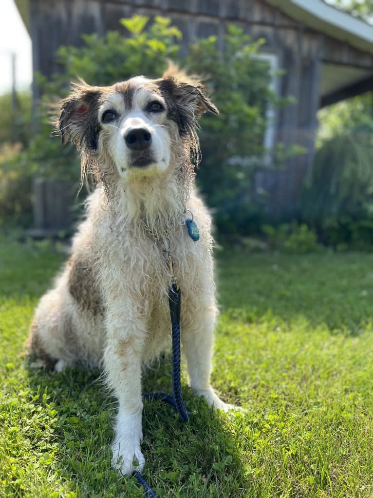 Zoey, a Border Collie and Maremma Sheepdog mix tested with EmbarkVet.com