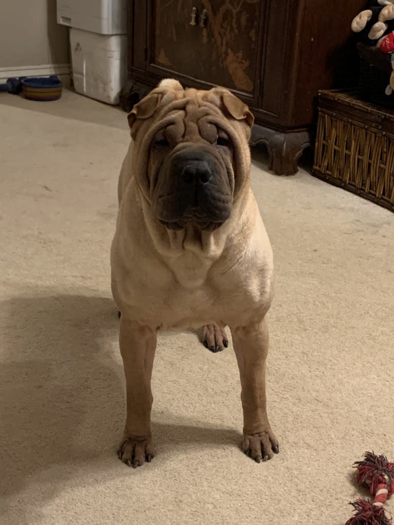 Ace, a Chinese Shar-Pei tested with EmbarkVet.com