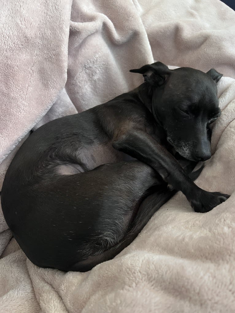 Fay, a Rat Terrier and Chihuahua mix tested with EmbarkVet.com