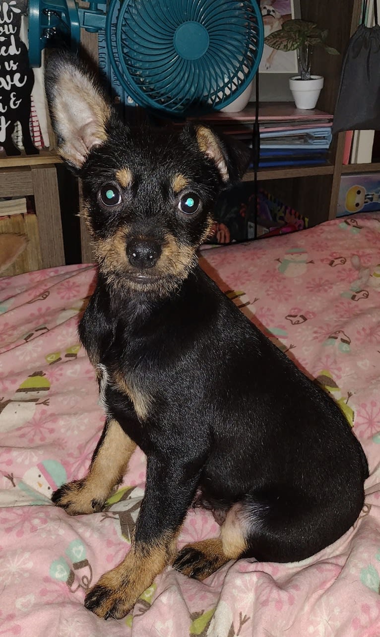 Saejin, a Chihuahua and Rat Terrier mix tested with EmbarkVet.com