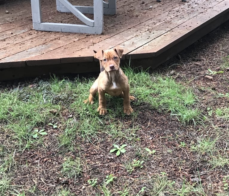 Bella, an American Pit Bull Terrier and Golden Retriever mix tested with EmbarkVet.com