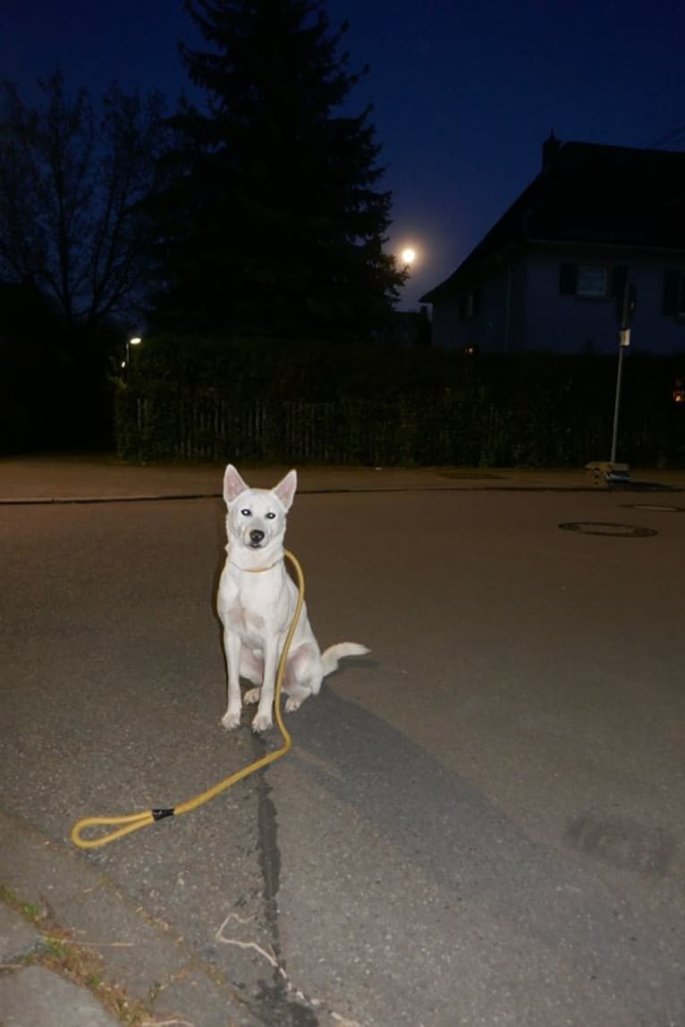 Suri, a Canaan Dog tested with EmbarkVet.com