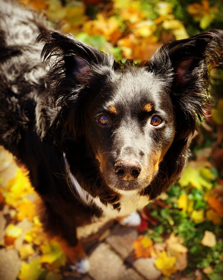 Louie, an Australian Cattle Dog and English Shepherd mix tested with EmbarkVet.com