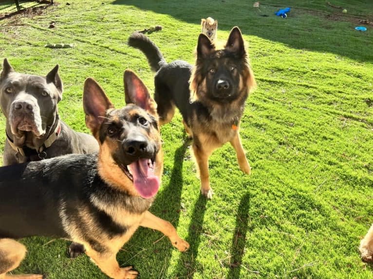 Onyx, a German Shepherd Dog tested with EmbarkVet.com