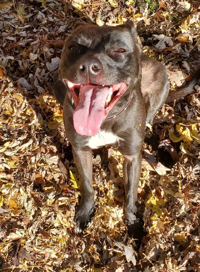 Dinga, a Staffordshire Terrier and Mixed mix tested with EmbarkVet.com