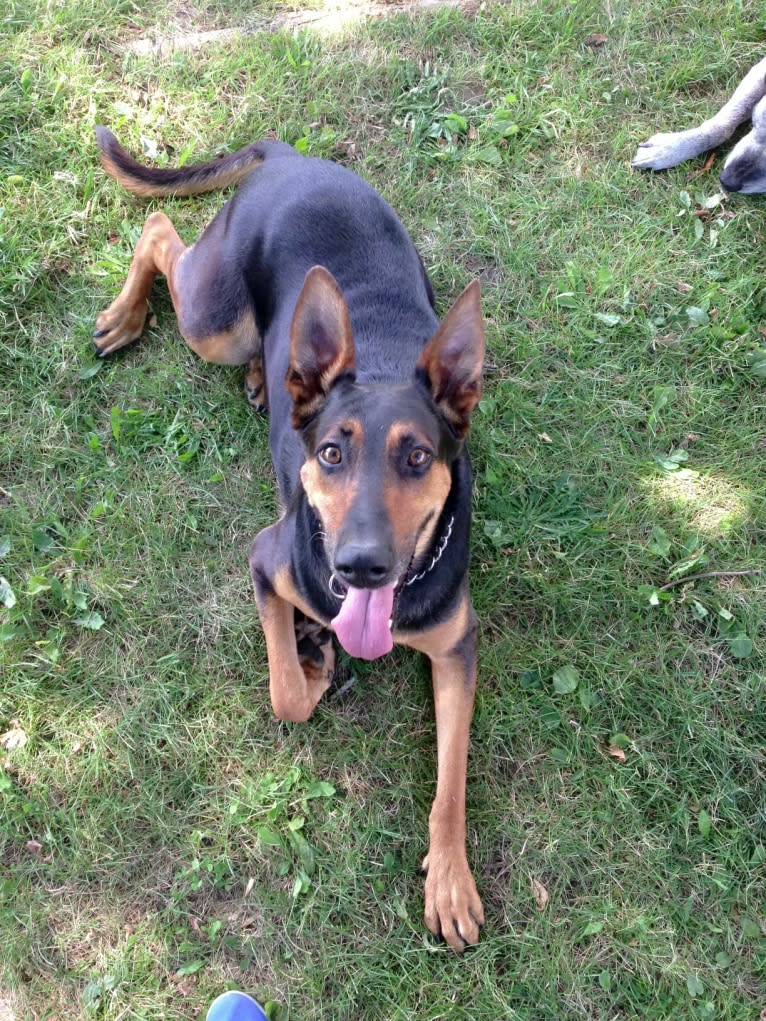 Sky, a Doberman Pinscher and German Shepherd Dog mix tested with EmbarkVet.com