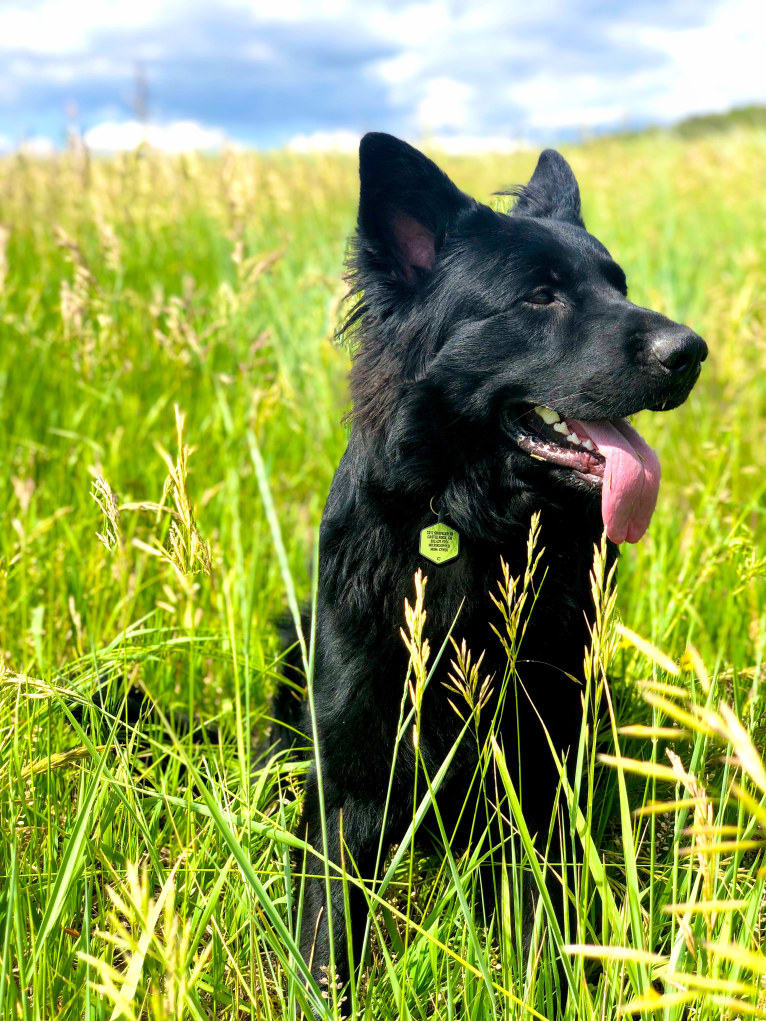 Valor Vom Hof Grebe, a German Shepherd Dog tested with EmbarkVet.com