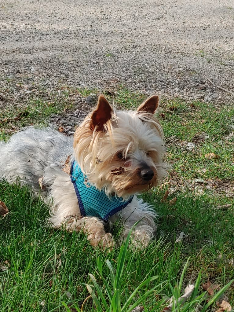 Maximus, a Yorkshire Terrier and Silky Terrier mix tested with EmbarkVet.com