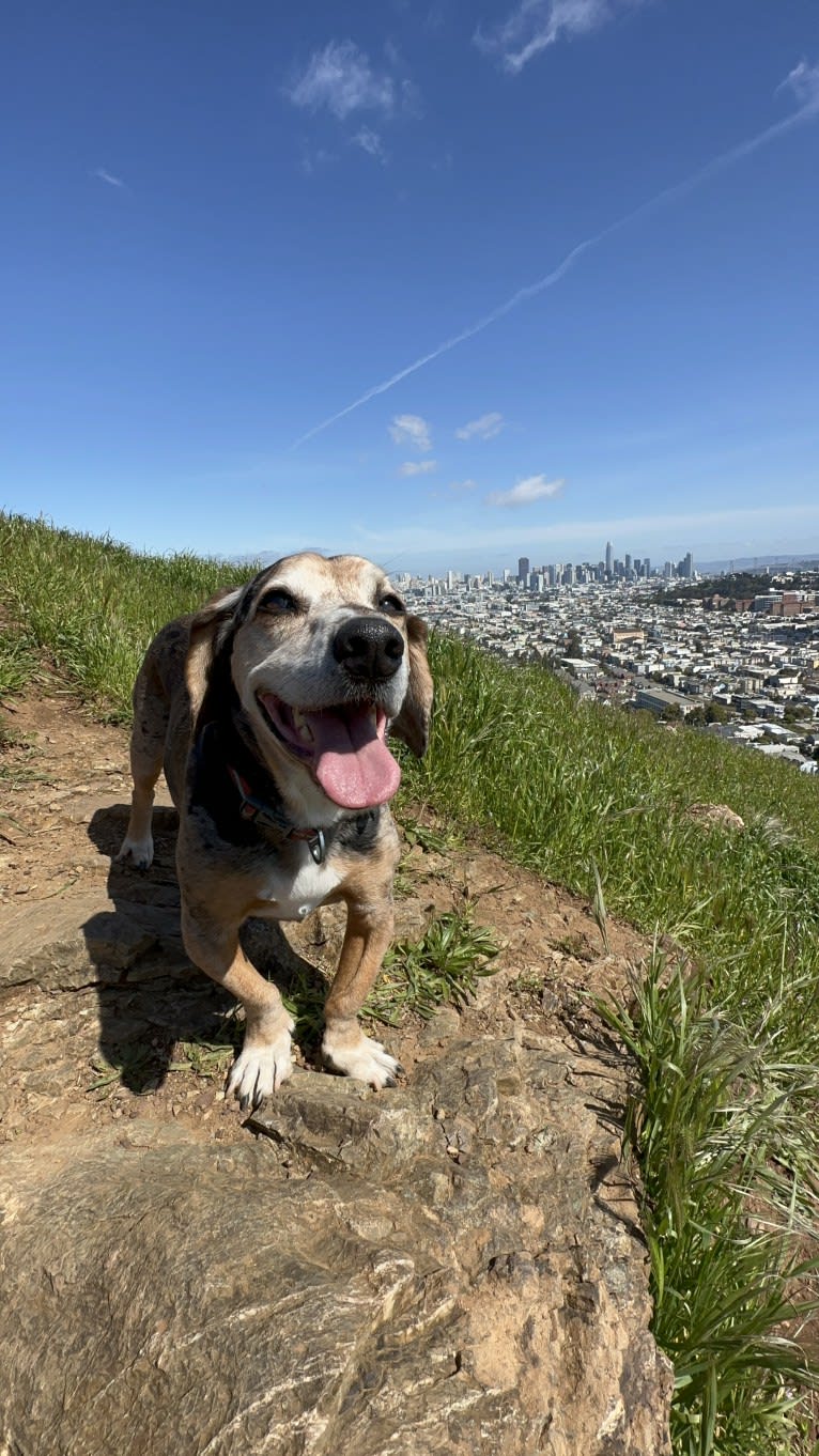 Linus, a Basset Hound and Catahoula Leopard Dog mix tested with EmbarkVet.com