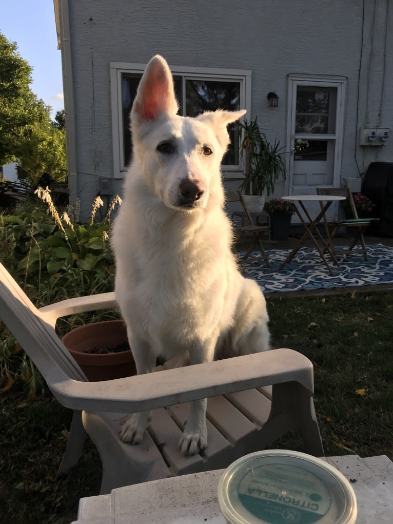 Lawine, a German Shepherd Dog tested with EmbarkVet.com