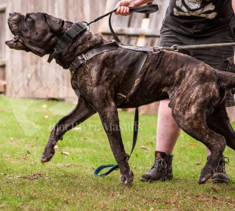 Trigger, a Mastiff and Cane Corso mix tested with EmbarkVet.com