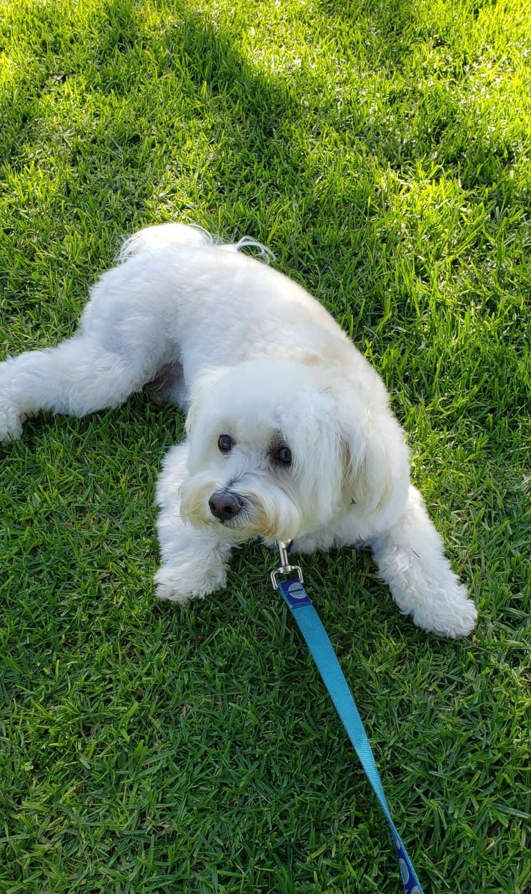 Benji, a Poodle (Small) and Bichon Frise mix tested with EmbarkVet.com