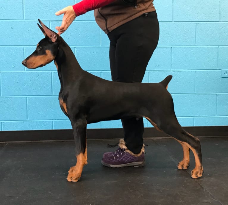 Miles, a Doberman Pinscher tested with EmbarkVet.com