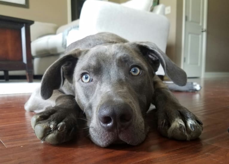 Brody, a Staffordshire Terrier and Labrador Retriever mix tested with EmbarkVet.com