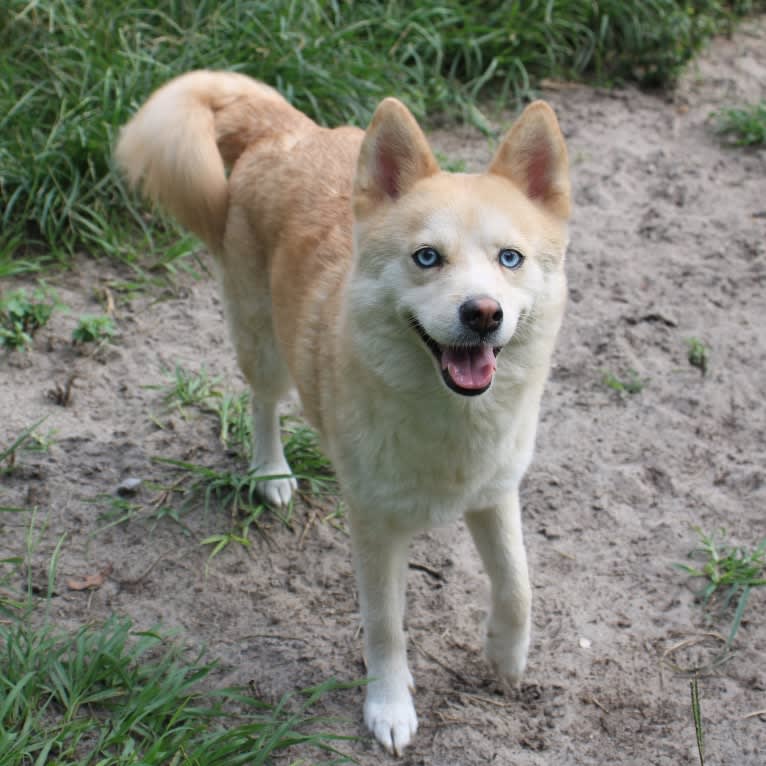 Ariel, a Pomsky tested with EmbarkVet.com