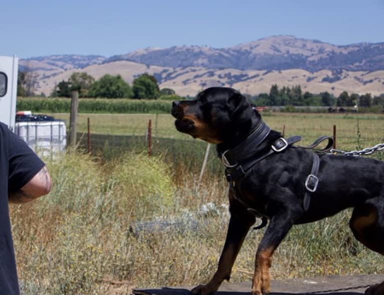 Wüstenhaus Samson, a Rottweiler tested with EmbarkVet.com