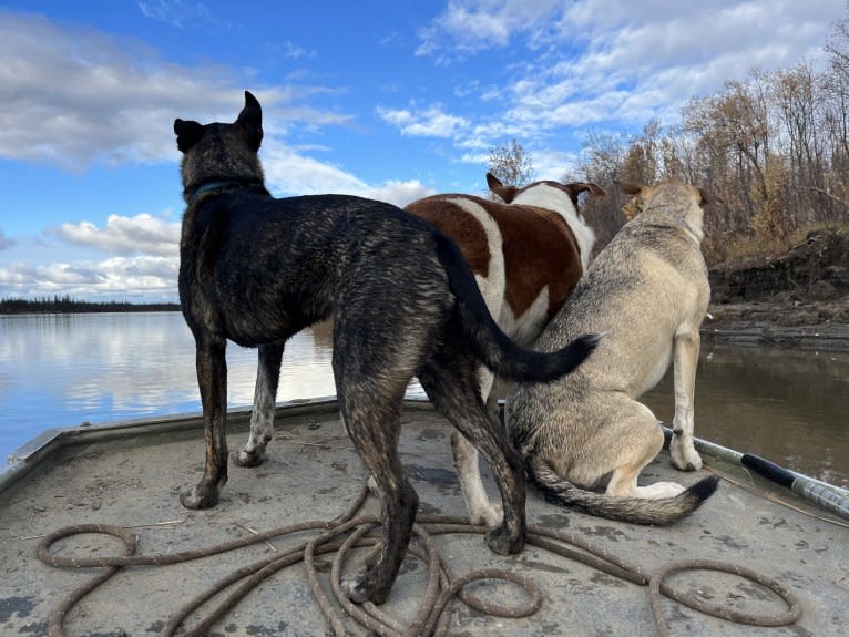 Mittsie Winkelman, a Siberian Husky and German Shepherd Dog mix tested with EmbarkVet.com