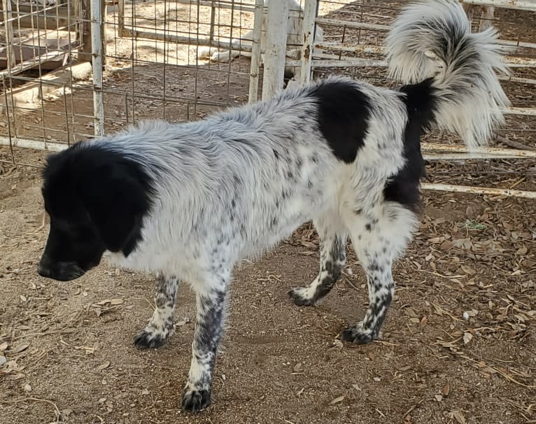 LUCIE, a Karakachan tested with EmbarkVet.com