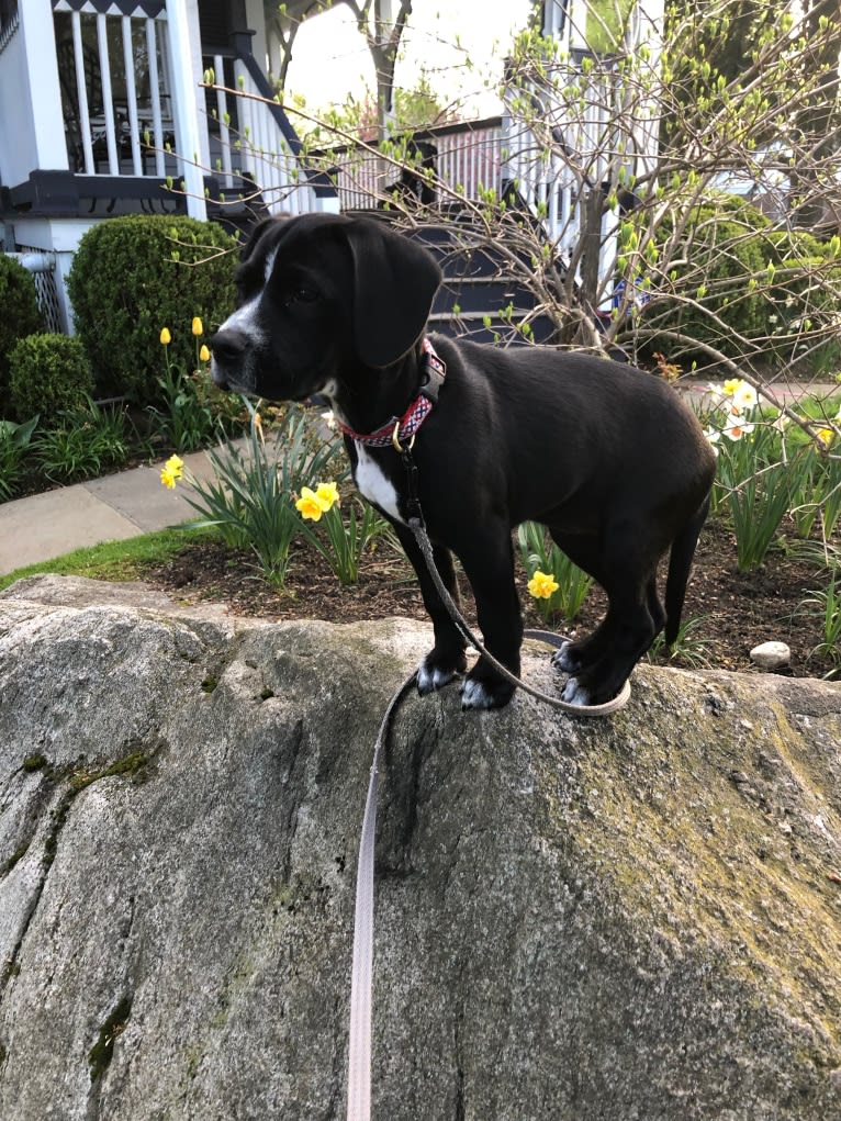 Piper, a Cocker Spaniel and American Pit Bull Terrier mix tested with EmbarkVet.com