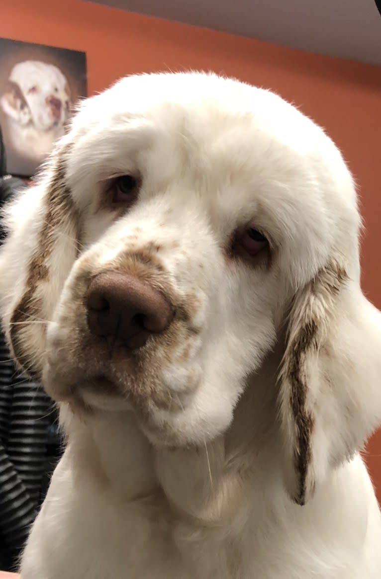 Bumble, a Clumber Spaniel tested with EmbarkVet.com