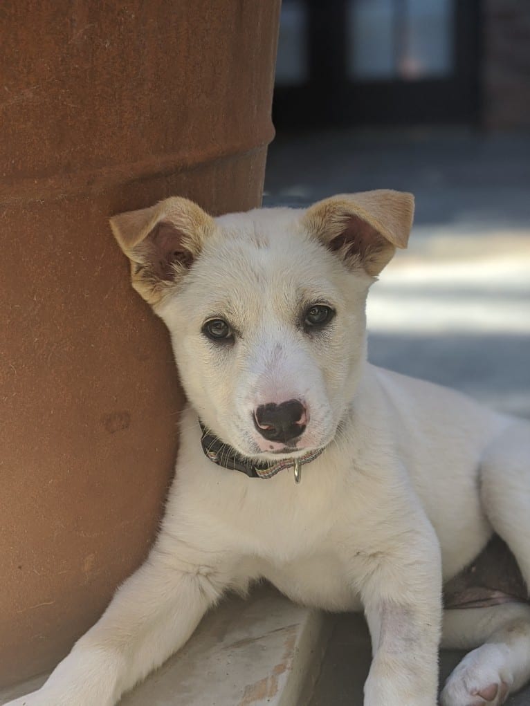 Maisy, a German Shepherd Dog and American Pit Bull Terrier mix tested with EmbarkVet.com