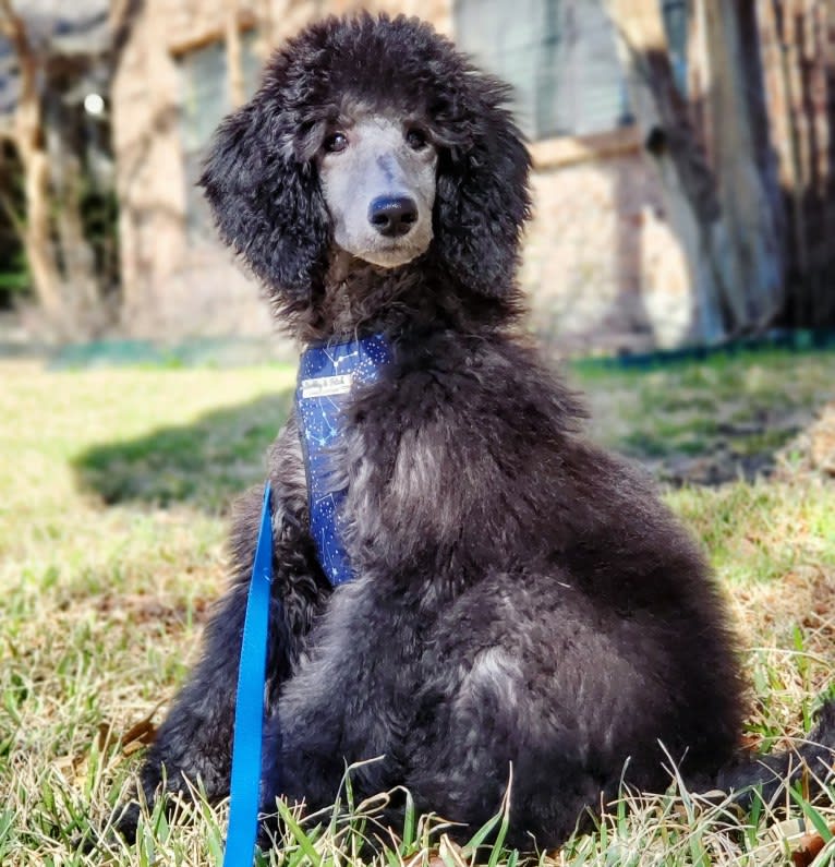 Arwen, a Poodle (Standard) tested with EmbarkVet.com