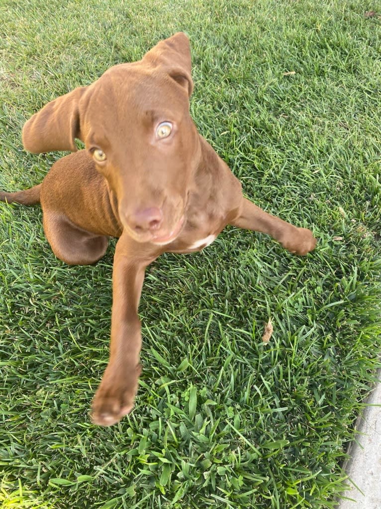 Kingston, a Weimaraner and Labrador Retriever mix tested with EmbarkVet.com