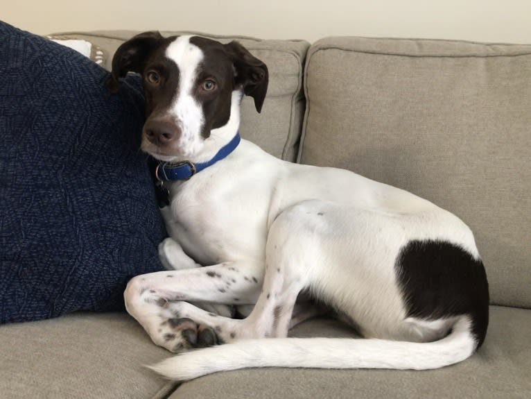 Indy, a Pointer and Australian Shepherd mix tested with EmbarkVet.com