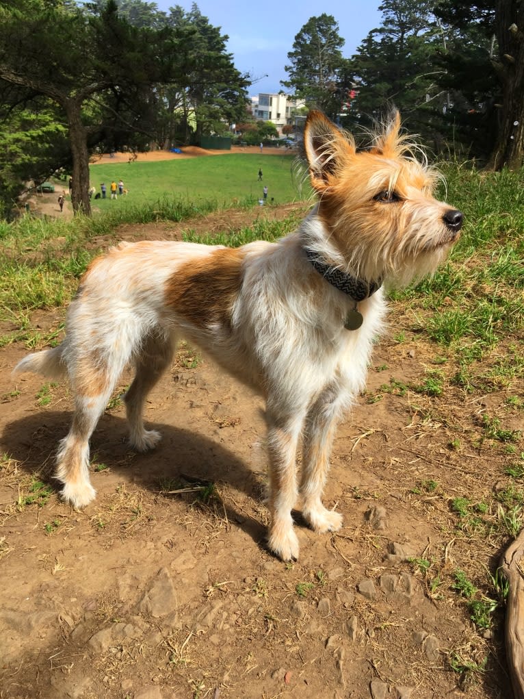 Fela Jean, a Border Collie and Australian Cattle Dog mix tested with EmbarkVet.com