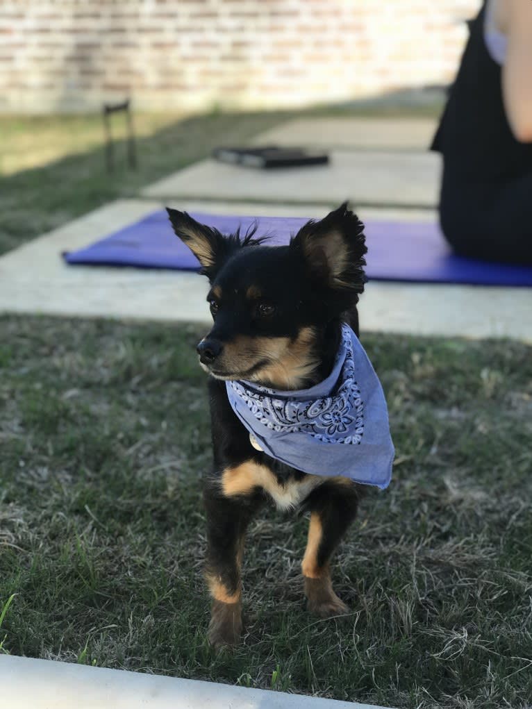 Dunkin, a Chihuahua and Miniature Pinscher mix tested with EmbarkVet.com