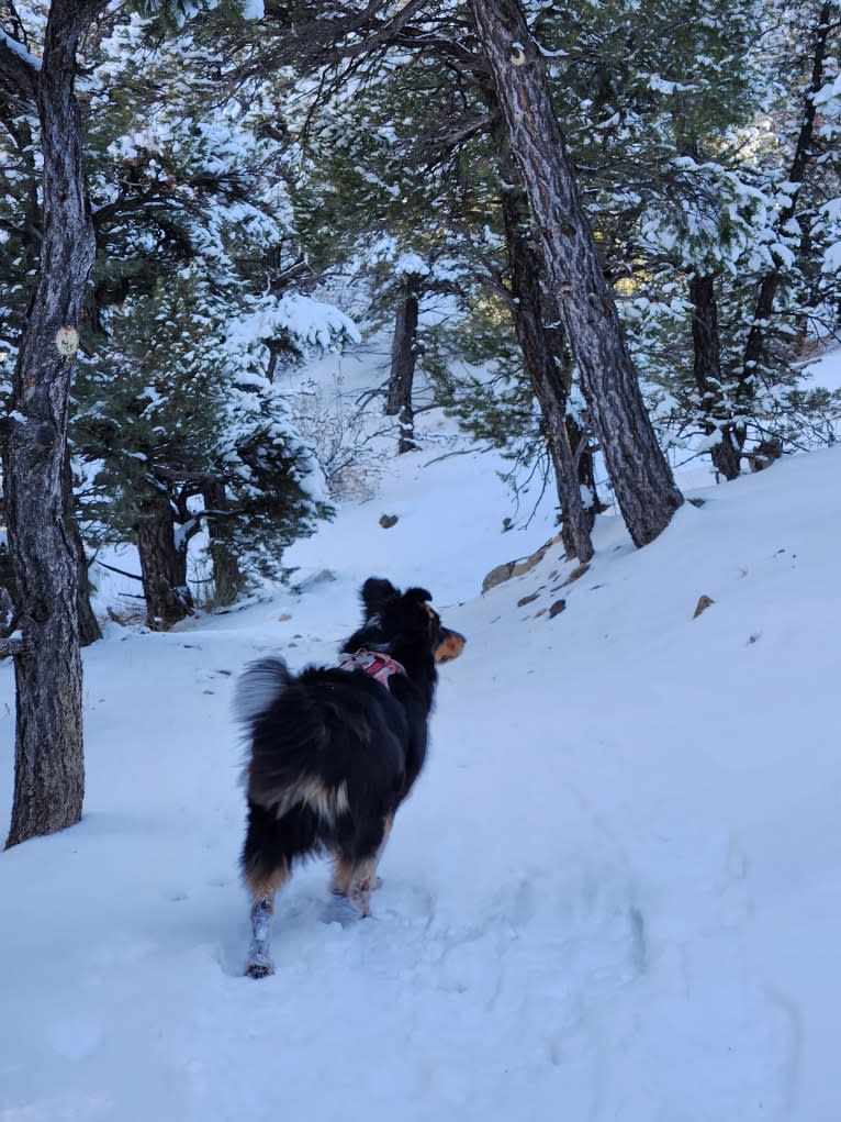 Lancer, an Australian Shepherd and Australian Cattle Dog mix tested with EmbarkVet.com