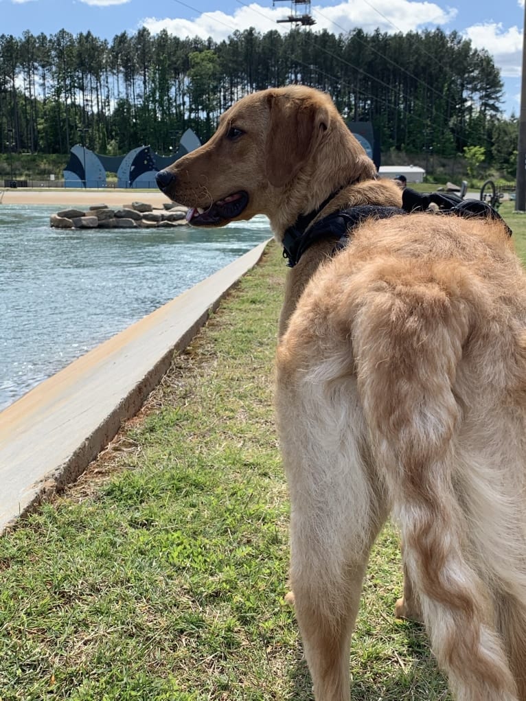 Murphy, a Labradoodle tested with EmbarkVet.com