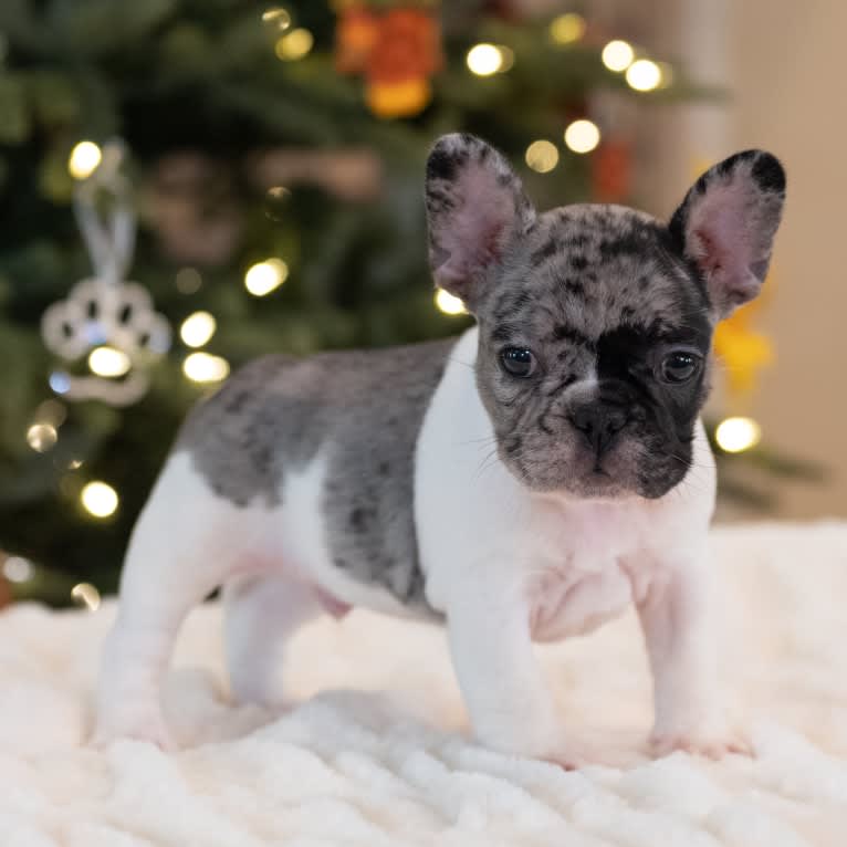 Macho, a French Bulldog tested with EmbarkVet.com