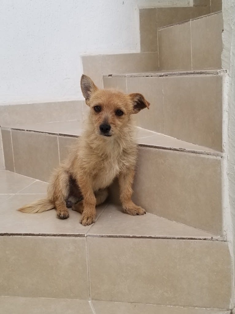 Toby, a Chihuahua and Poodle (Small) mix tested with EmbarkVet.com